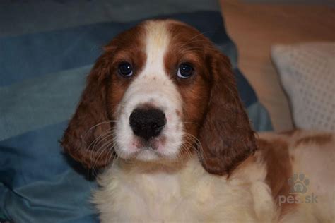 Detail hlavy írskeho setra s dlhými ušami