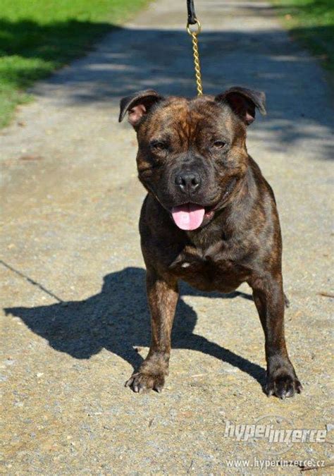 staré vyobrazení stafordšírského bulteriéra