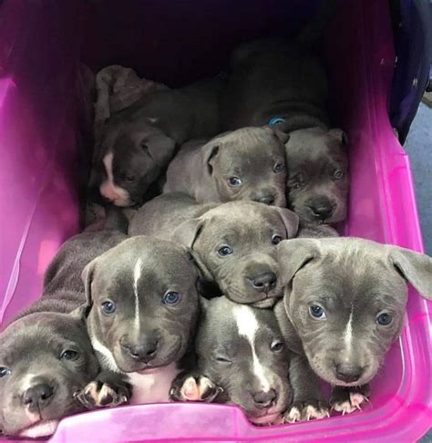 Šteniatka stafordšírskeho bulteriéra