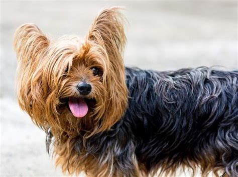 Pes s lesklou srsťou po použití šampónu