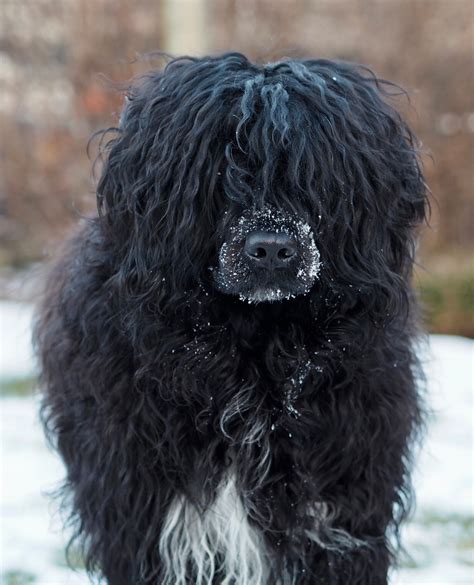 Štruktúra srsti portugalského vodného psa