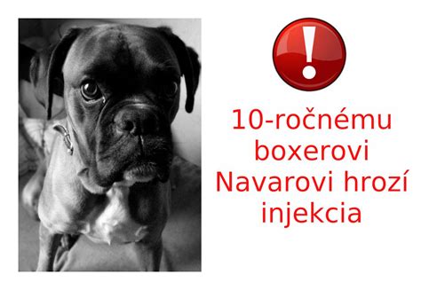 Vývoj nemeckého boxera v priebehu rokov