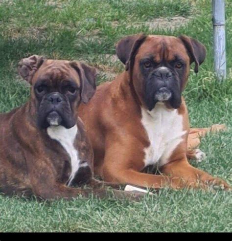 Starostlivosť o srsť nemeckého boxera