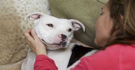 Pes pozerá hlboko do očí svojho majiteľa