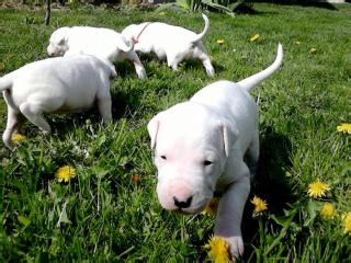 Šteniatka argentínskej dogy