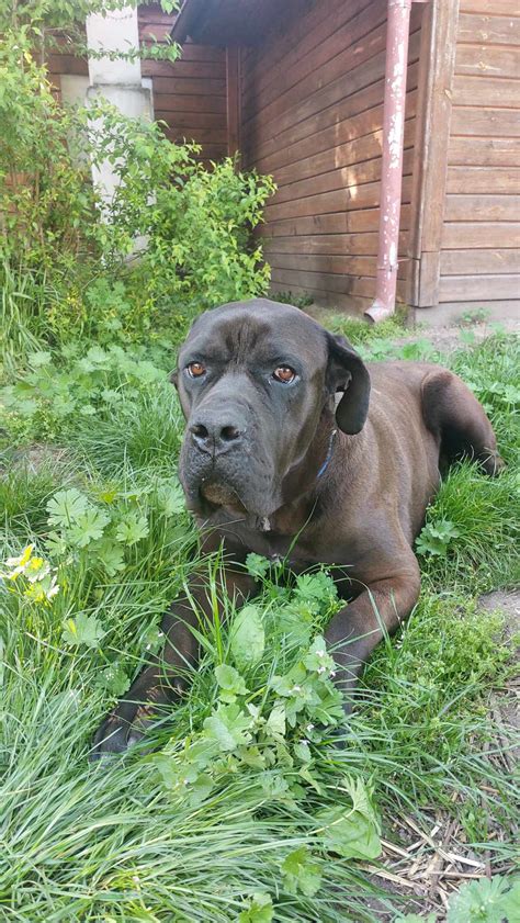 Porovnanie veľkosti argentínskej dogy s inými plemenami
