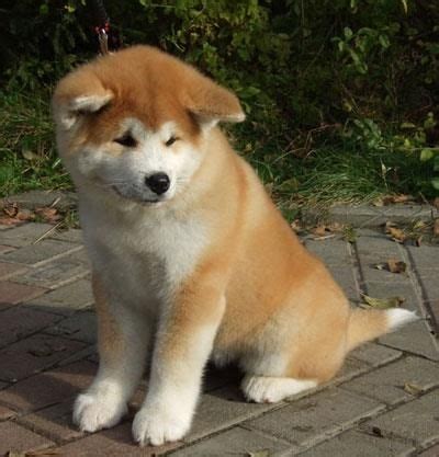 Pes plemena Akita Inu