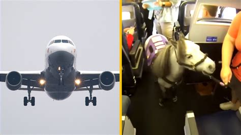 Ilustrácia psa v lietadle