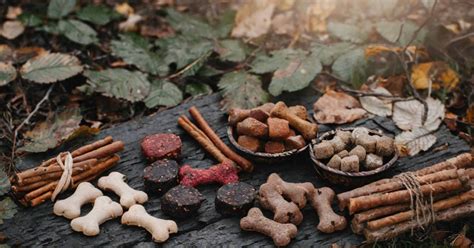 Prehľad bežných toxických látok pre psov