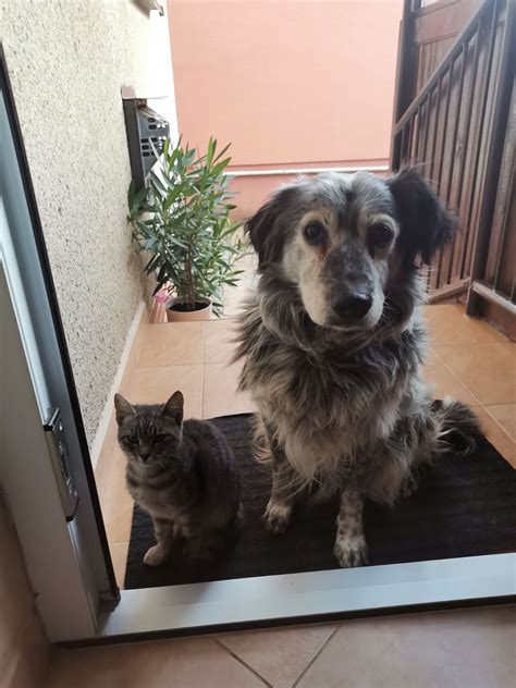 Ilustrácia výmeny vôní medzi psom a mačkou