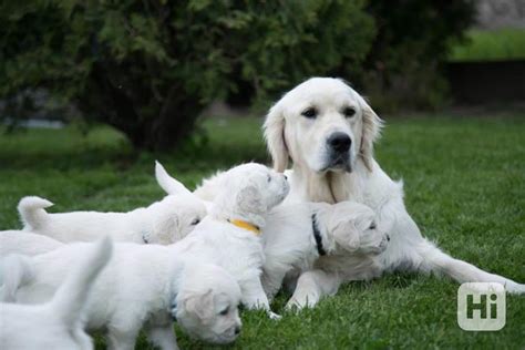 Rodokmeň Zlatého retrievera
