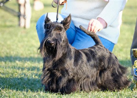 Štandardný vzhľad Čierneho teriera