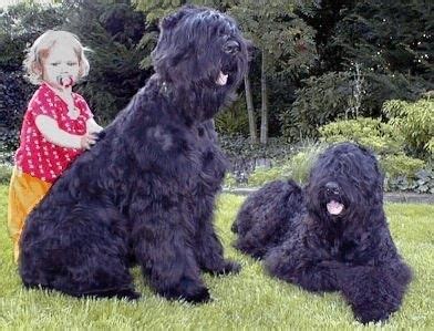 Čierny terier v hre s deťmi