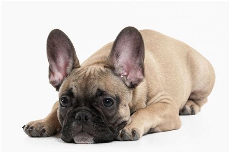 Francúzsky buldoček Chester