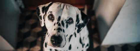 Starostlivosť o oči psa