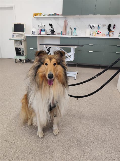 Genetické testovanie psov pomocou odberu slín