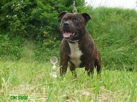 História plemena stafordširský bulteriér