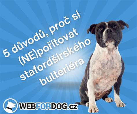 Štandardné exteriérové znaky stafordširského bulteriéra