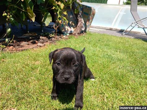 Stafordširský bulteriér v hre s deťmi