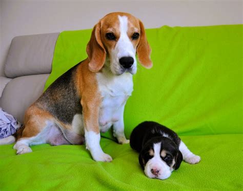 Ilustrácia psa bígla s otvorenou papuľou, naznačujúca štekanie.