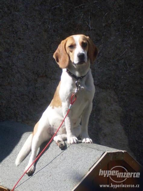 Šteniatko bígla hrajúce sa s hračkou.