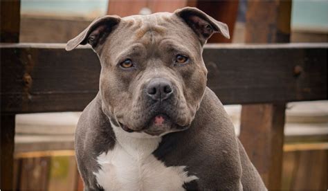 Portrét Pitbulla