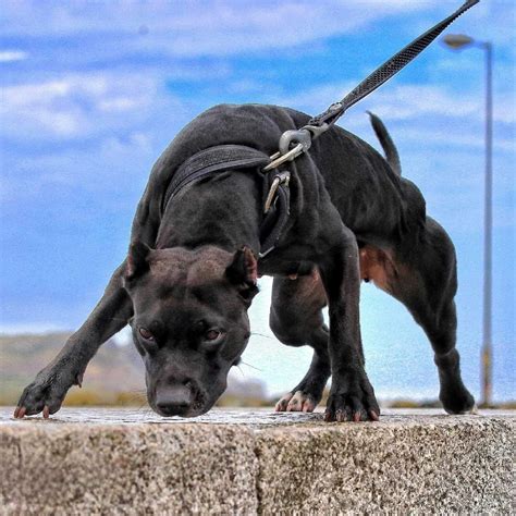 Pitbull na pódiu