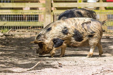 Prasa Kunekune s charakteristicky tvarovaným rypákom