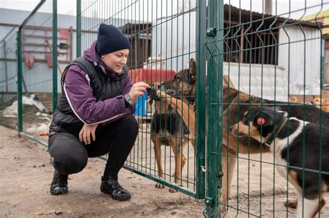 Fotografia psov v útulku