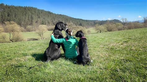 Pes vyhľadáva stratenú osobu v lese