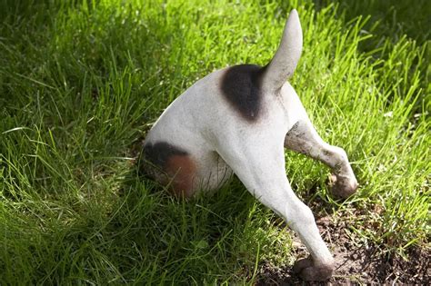 Pes vyhľadáva hľuzovky v zemi