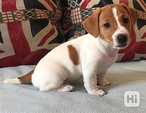 Šteňatá Jack Russell teriéra