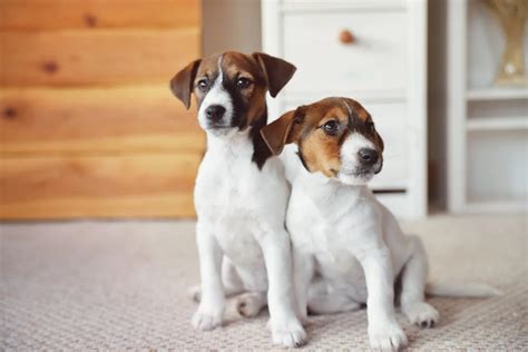 Šteňa Jack Russell teriéra v rôznych štádiách rastu