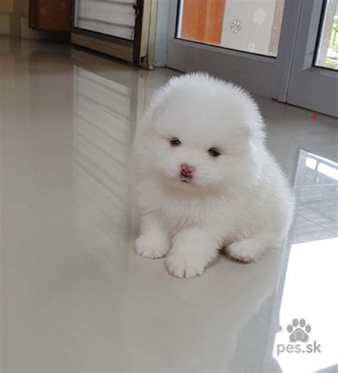 Šteniatko počúvajúce na meno