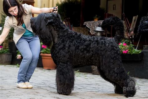 Čierny ruský teriér v akcii pri výcviku