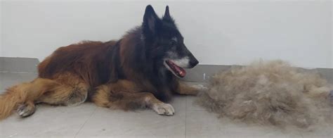 Ilustrácia psa s podsadou a psa s jednou vrstvou srsti