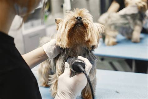 Pes pri strihaní holiacim strojčekom