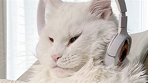 Kocúr ako hlavný záporák