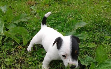 Šteniatka Jack Russell teriéra pri hre
