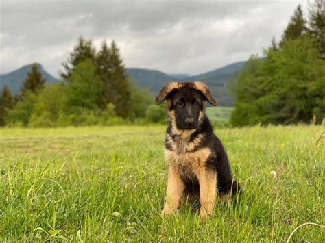 Šteniatko boxera a huskyho spolu