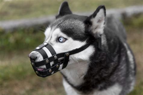 Krok-za-krokom návod na kreslenie sediaceho psa