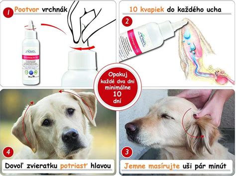 Infografika o prevencii zápalu ucha u psov