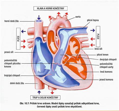 Schéma zavedenia stentu do koronárnej artérie
