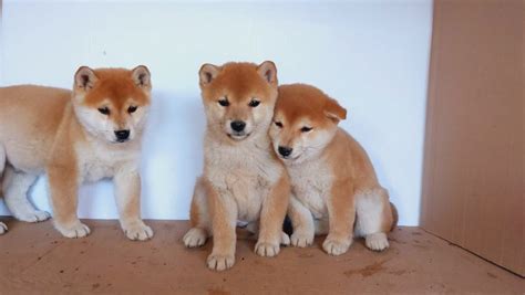 Šteňa Shiba Inu pri hre