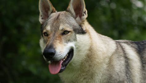 Fyzické charakteristiky československého vlčiaka