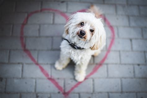 Ilustračná fotka psa v výstavnom kruhu