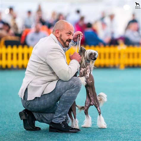 Štruktúra tried výstav psov