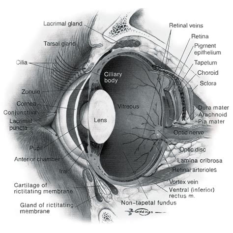Anatómia oka psa s vyznačeným tretím viečkom