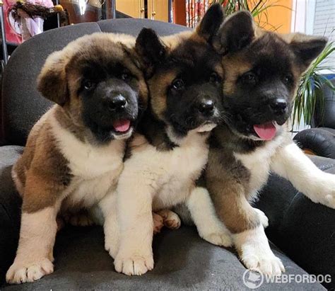 Americká akita na výstavnom kruhu