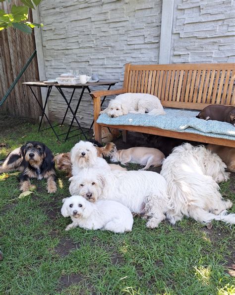 Šteniatko yorkshirského teriéra s preukazom pôvodu